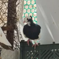 ماده  جوجه