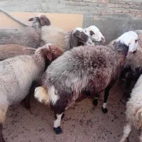 بره نر7ماهه