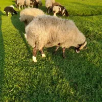 قوچ گله(رنگ خاص)