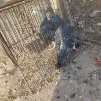 کبوتر پلاکی|پرنده|باروق, |دیوار