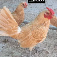 جوجه سبرایت رنگ بوف