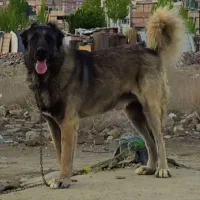 سگ سرابی بی نظیر