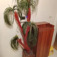 نخل تزئینی با گلدان