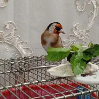 سهره رام اهلی جوجه قفس