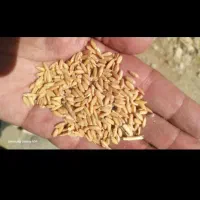 فروش گندم