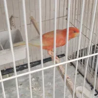 قناری رد و کشیده