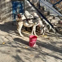 اولاغ ماده جوان با کره|حیوانات مزرعه|طارم, |دیوار