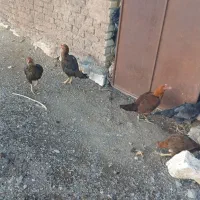 مرغ‌لاری‌‌معاوضه ‌داریم