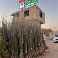 کار دفتری تاج نهال