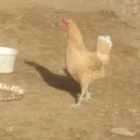 مرغ بومی ۳عدد