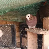 کفتر معاوضه|پرنده|نوشین شهر, |دیوار