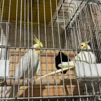 عروس هلندی|پرنده|دلند, |دیوار