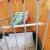 3تامرغ عشق جوجه دون خور|پرنده|قزوین, |دیوار