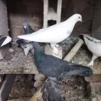 سیاه ماده پا پر گرفتنی|پرنده|باسمنج, |دیوار