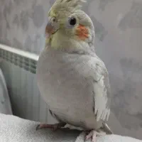 عروس هلندی ماده