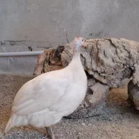 مرغ شاخدار|حیوانات مزرعه|مرودشت, بیست متری بیمارستان|دیوار