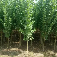 نهال صنوبر تبریزی با کیفیت بالا و تخفیف ویژه