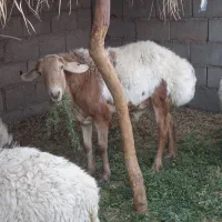 سلام گوسفند نر
