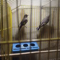 سهره ماده جوجه قفس داغسر|پرنده|تهران, اتابک|دیوار