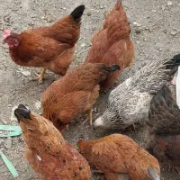 مرغ تخم گذار محلی