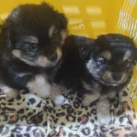 سگ ایش پیژ پامر|سگ|فولادشهر, B2|دیوار