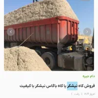 فروش کاه نیشکر کوفته شده