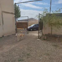 ۱۲ هکتار با ۷۰۰۰ متر گاوداری با مجوز و امکانات|فروش دفتر صنعتی، کشاورزی، تجاری|مرادلو, |دیوار