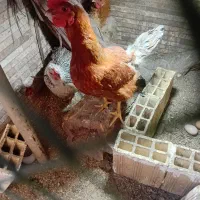 مرغ تخم گذار