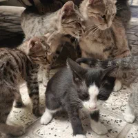 واگذاری بچه گربه دستی وبسیار زیبا وسالم