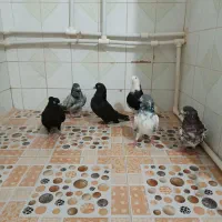 کبوتر پاکستانی و پرشی|پرنده|تهران, سعادت‌آباد|دیوار