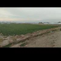 زمین کشاورزی با مجوز گلخانه|فروش زمین و ملک کلنگی|پاکدشت, پاکدشت (مامازند)|دیوار
