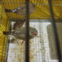 فنچ کینگ جامبو