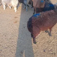 بره نر
