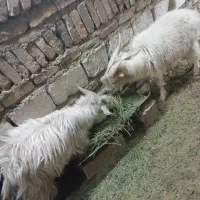 کره|حیوانات مزرعه|کرمان, |دیوار