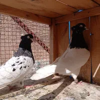 کفتر رنگی واقعا درست|پرنده|قم, یزدانشهر|دیوار