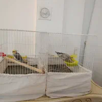 دوعددقفس