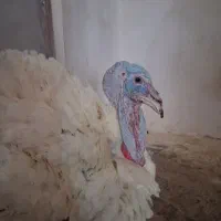 فروش بوقلمون گوشتی سفید