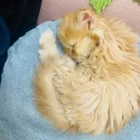 گربه نژاد گارفیلد|گربه|امیدیه, |دیوار