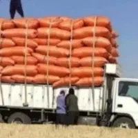 کاه گندم کردستان امسالی
