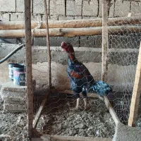 خروس|حیوانات مزرعه|شاهین دژ, |دیوار