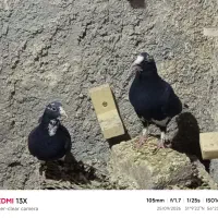 نروماده پلنگ