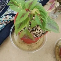 گل حسن یوسف