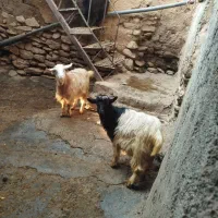 گیسک نرو مادە گوشتی