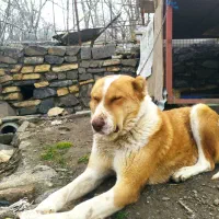 سگ نر|سگ|همدان, |دیوار