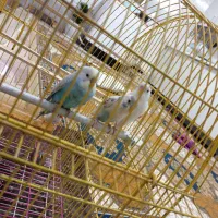 مرغ عشق|پرنده|تربت جام, میان جام|دیوار