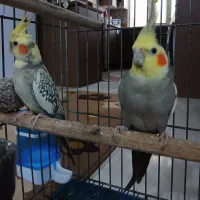 یک جفت عروس هلندی بالغ با یک عدد جوجه