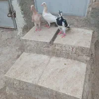 کبوتر  جوجه هفرنگ و. پلنگ سیاه