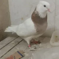 کبوتر یا کفتر