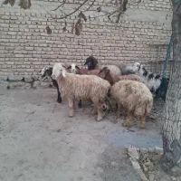 حیوانات مزرعه