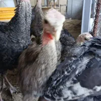 جوجه بوقلمون های ۱۲۰روزه (۴ماهه) اصل برنز